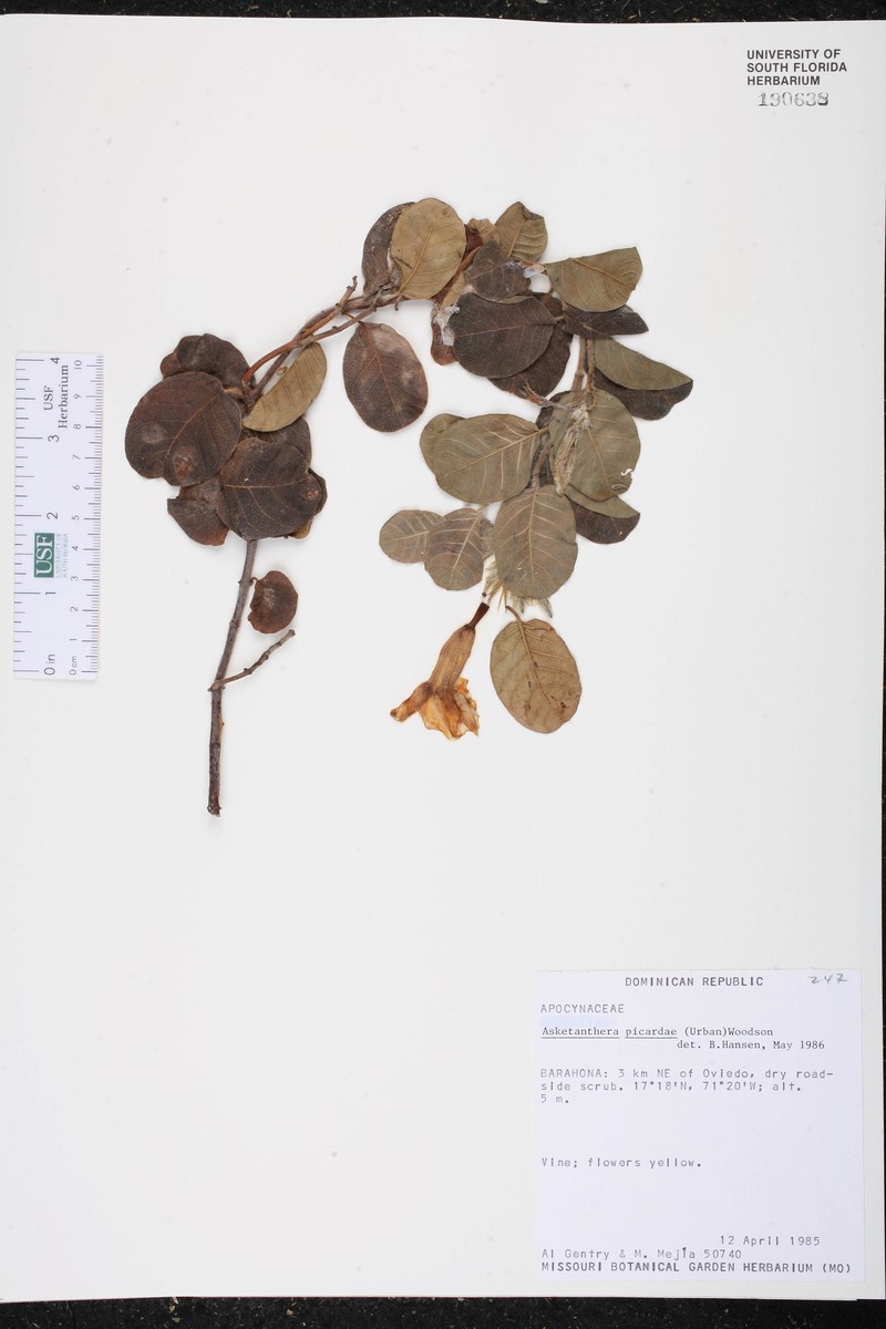 Asketanthera picardae