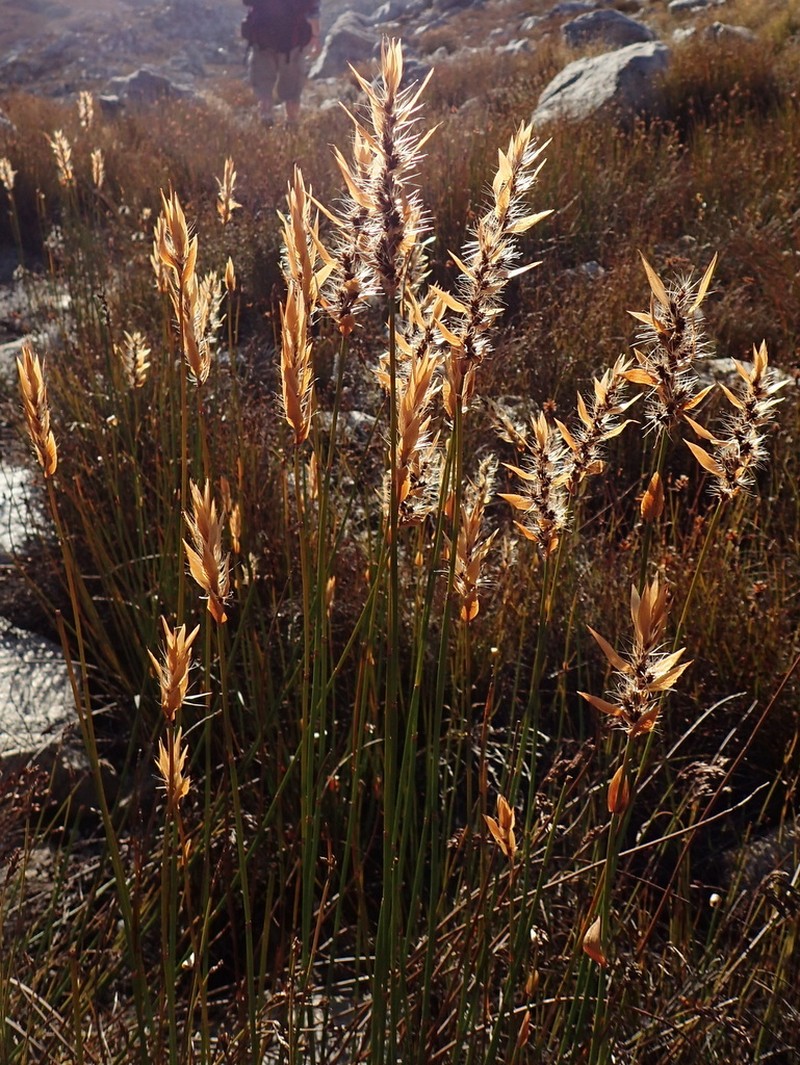 Askidiosperma alticola photo 2