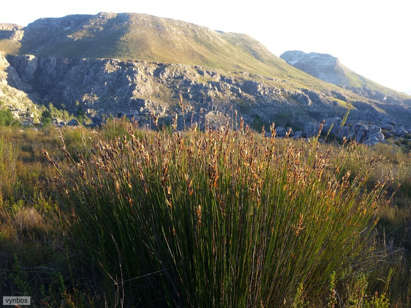 Askidiosperma andreaeanum photo 2