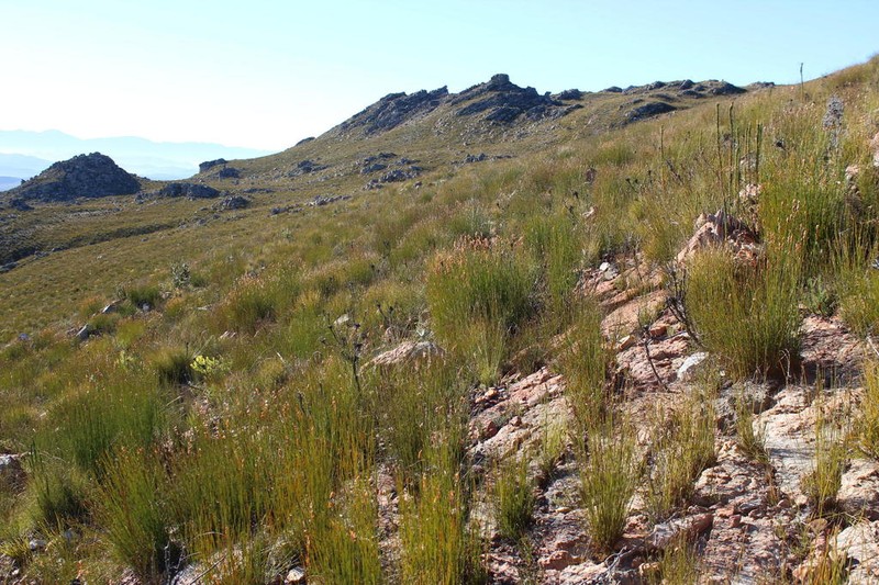 Askidiosperma andreaeanum photo 3