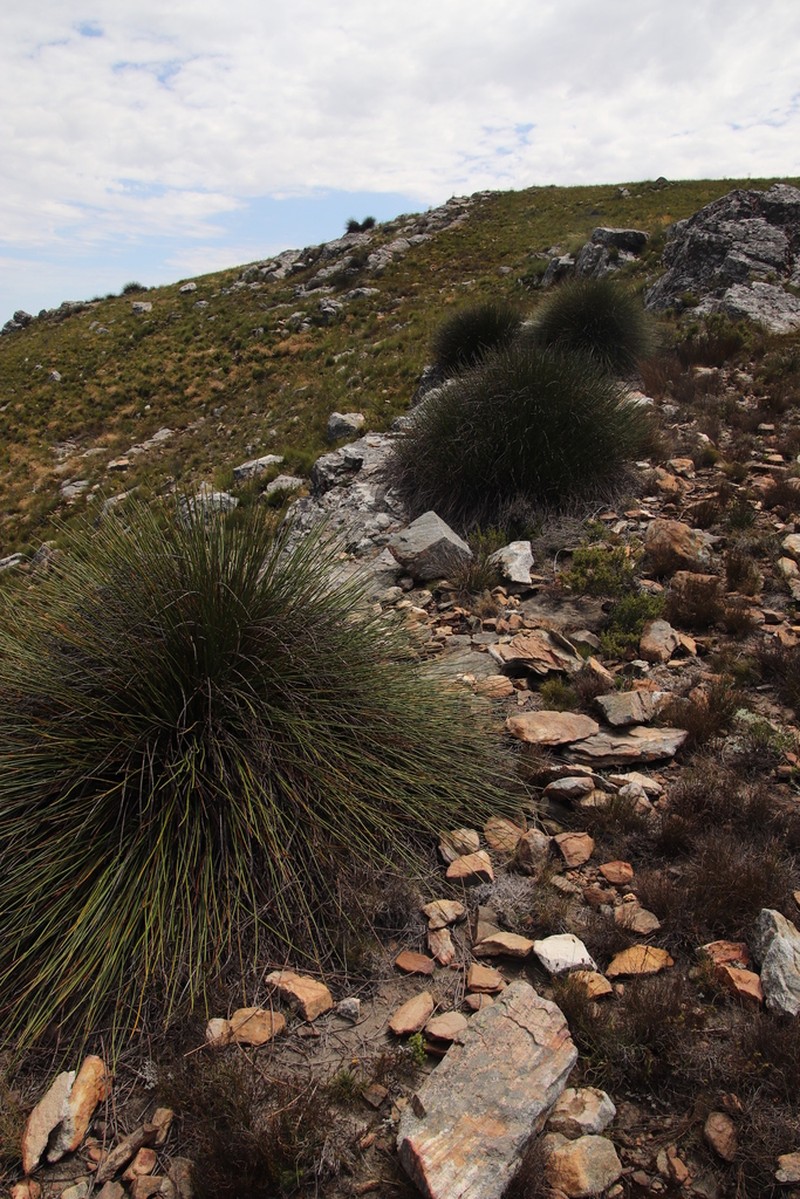 Askidiosperma andreaeanum photo 5