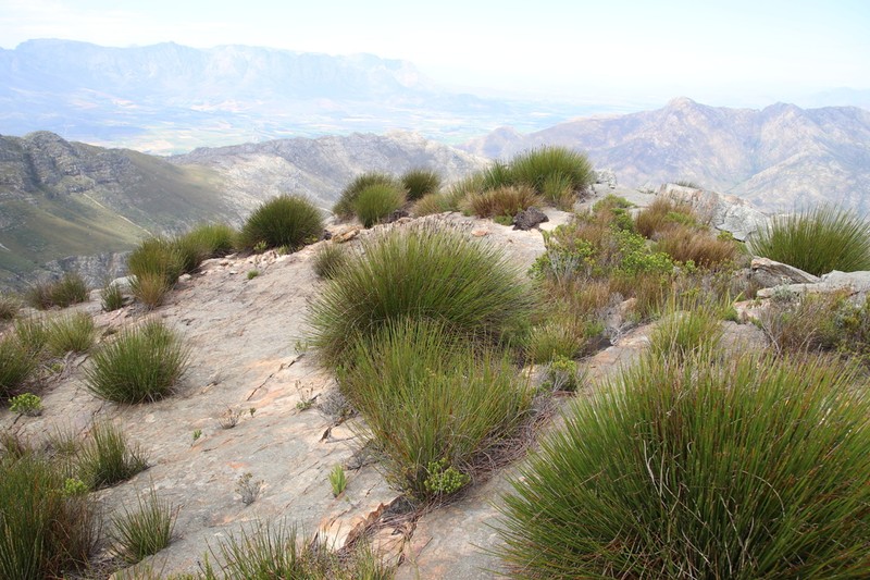 Askidiosperma andreaeanum photo 6