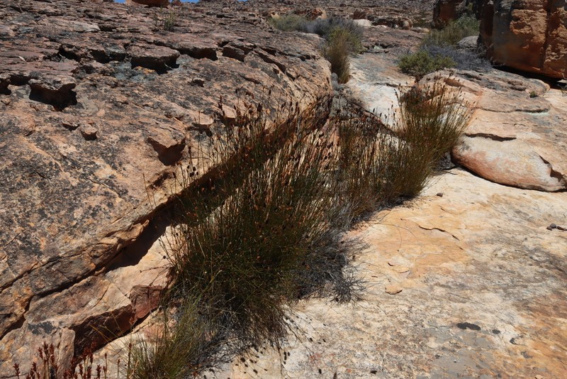 Askidiosperma capitatum