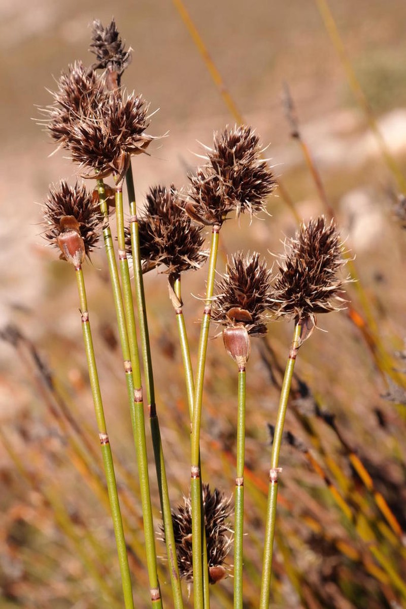 Askidiosperma capitatum photo 2
