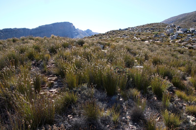 Askidiosperma capitatum photo 3