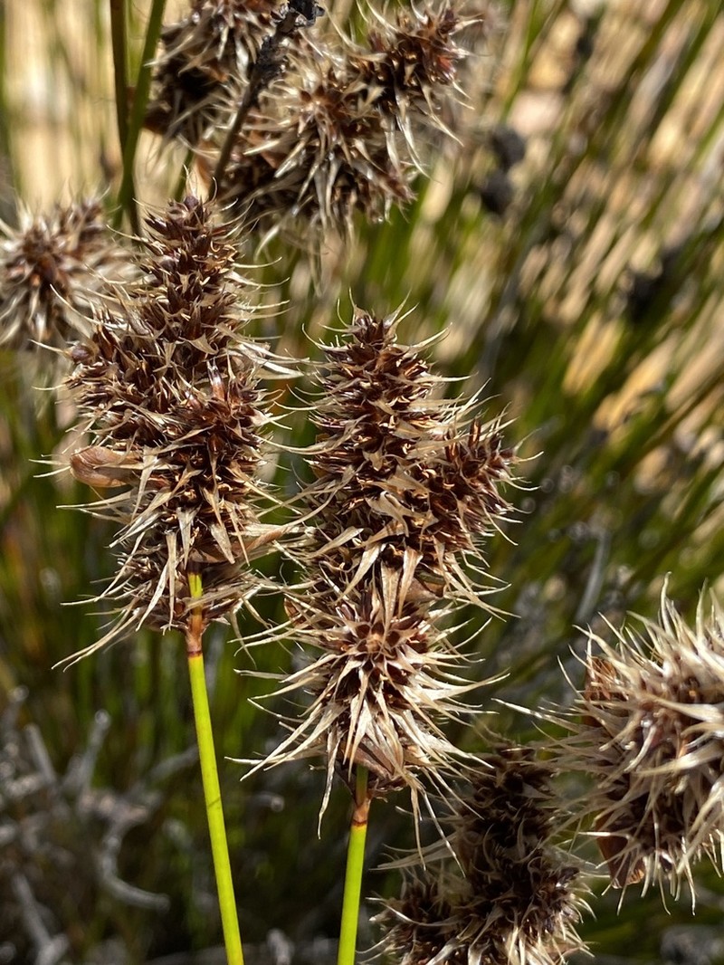 Askidiosperma capitatum photo 4