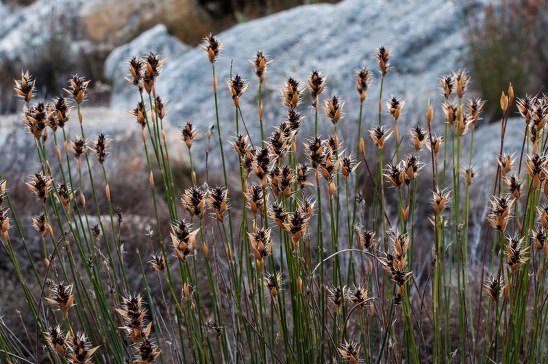 Askidiosperma capitatum photo 5