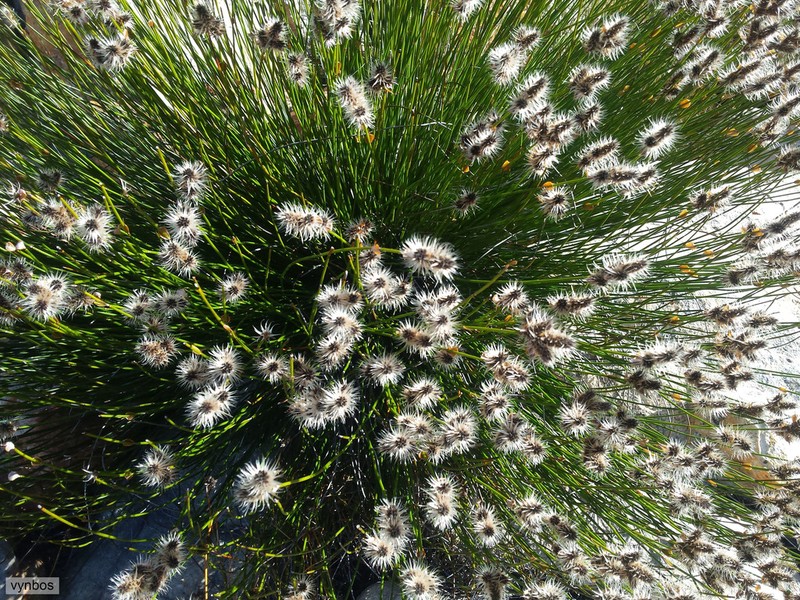 Askidiosperma capitatum photo 6