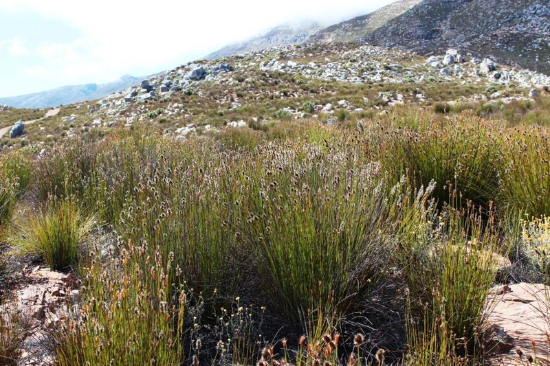 Askidiosperma capitatum photo 8