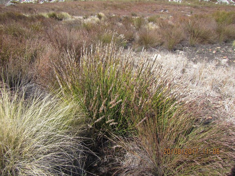 Askidiosperma chartaceum