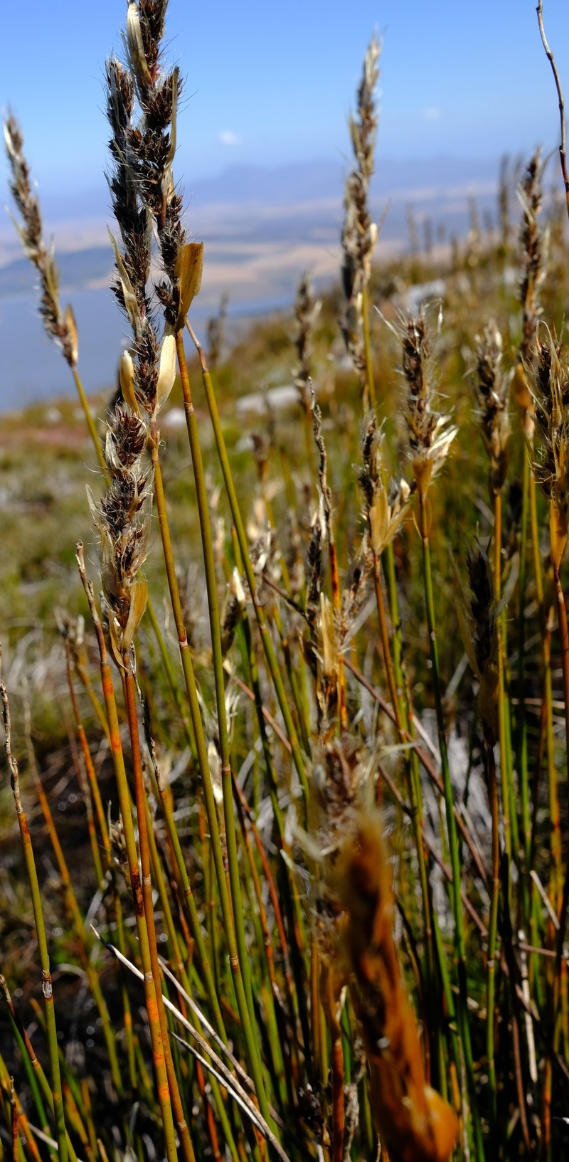Askidiosperma chartaceum photo 4