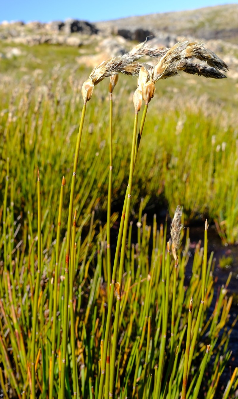 Askidiosperma chartaceum photo 5