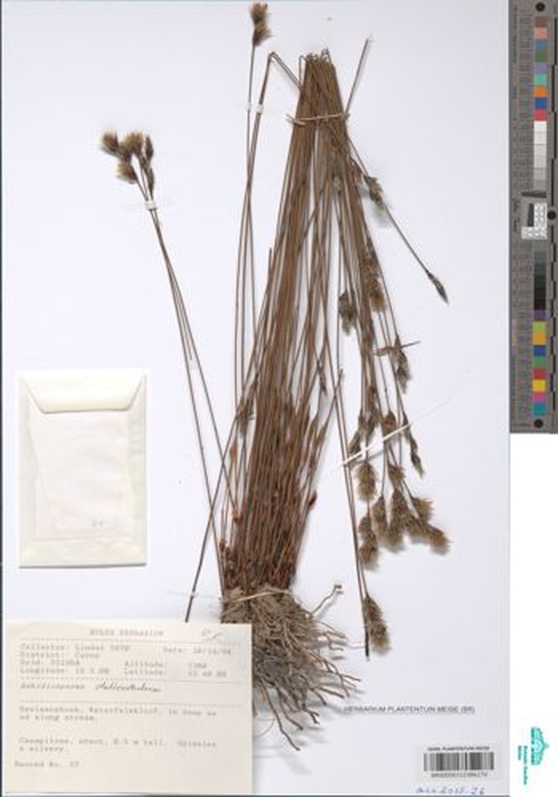 Askidiosperma delicatulum photo 2