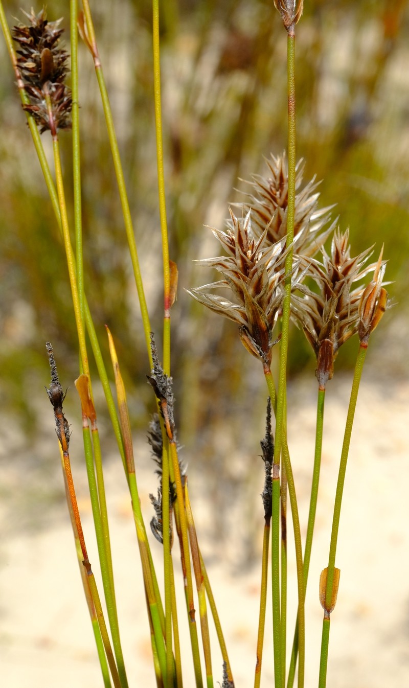 Askidiosperma delicatulum photo 3