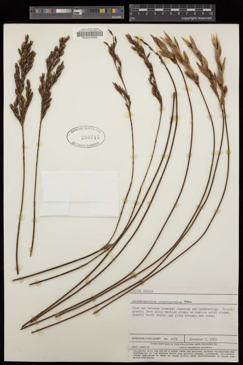 Askidiosperma esterhuyseniae photo 2