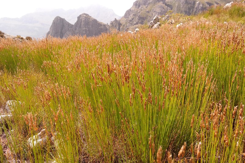 Askidiosperma esterhuyseniae photo 3