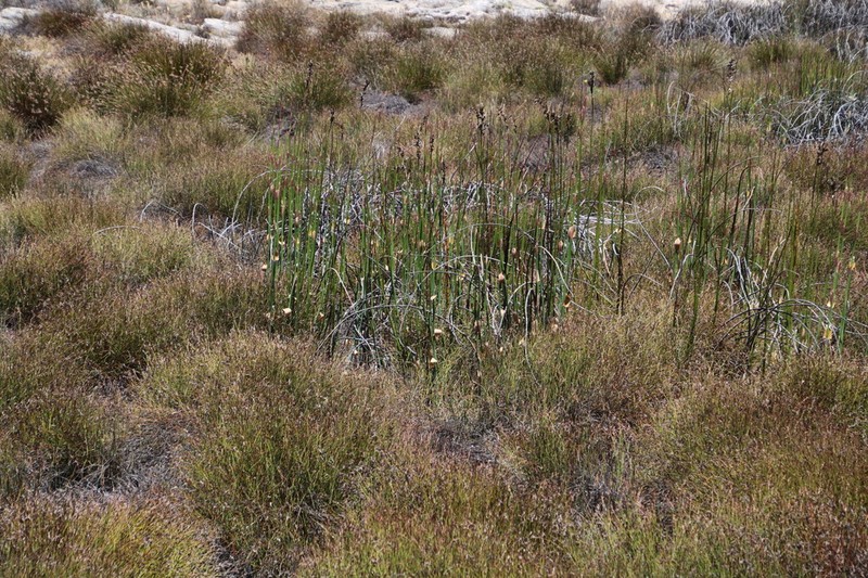 Askidiosperma insigne photo 2