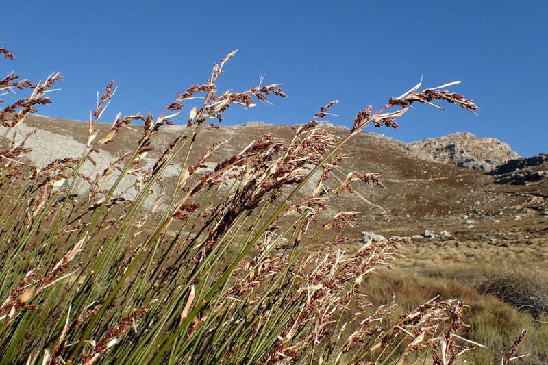 Askidiosperma insigne photo 3