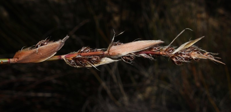 Askidiosperma insigne photo 5