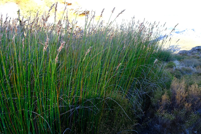 Askidiosperma insigne photo 6