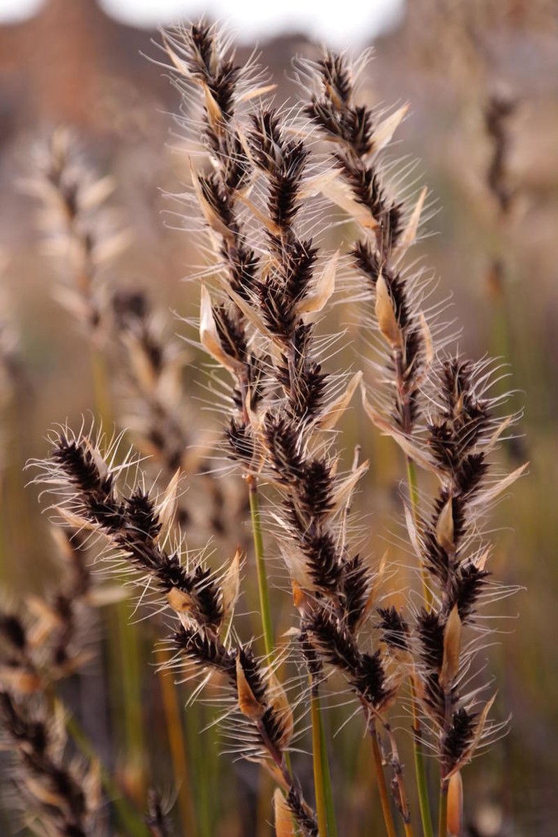 Askidiosperma nitidum