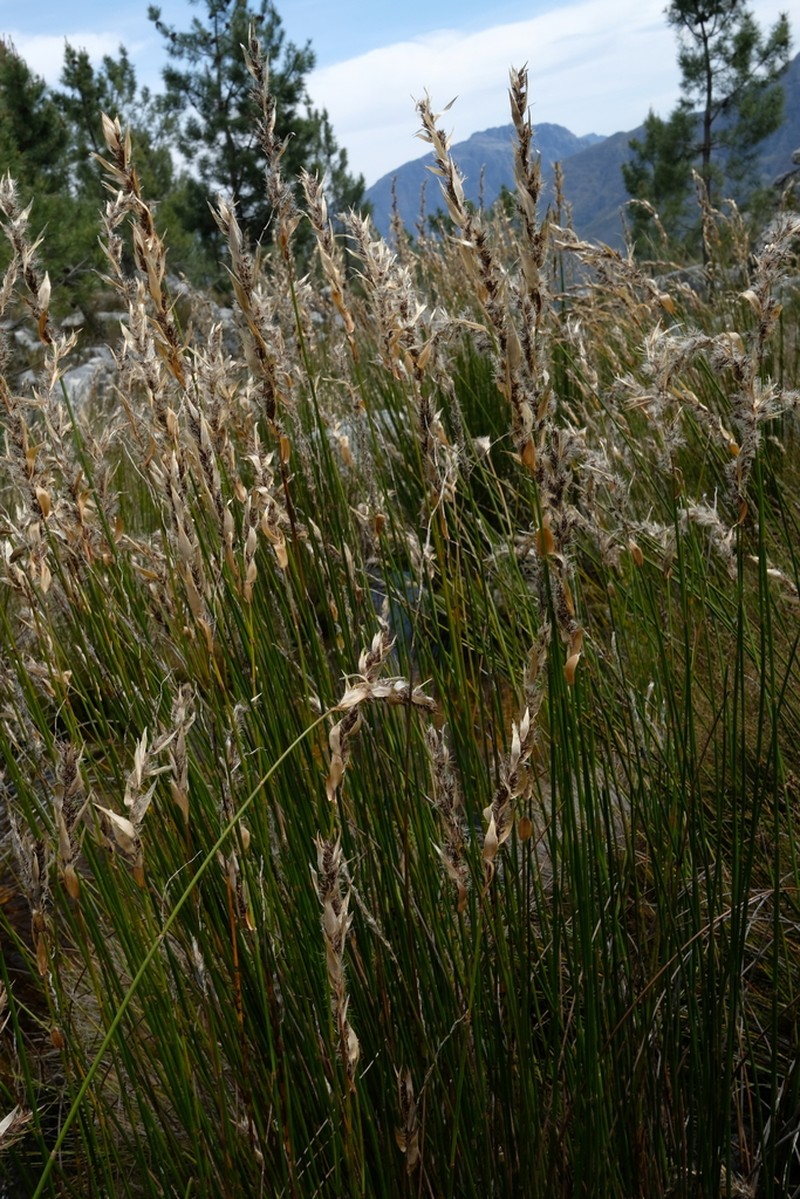 Askidiosperma nitidum photo 2