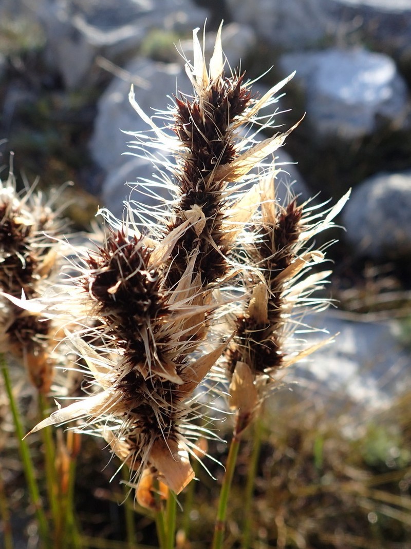 Askidiosperma nitidum photo 3