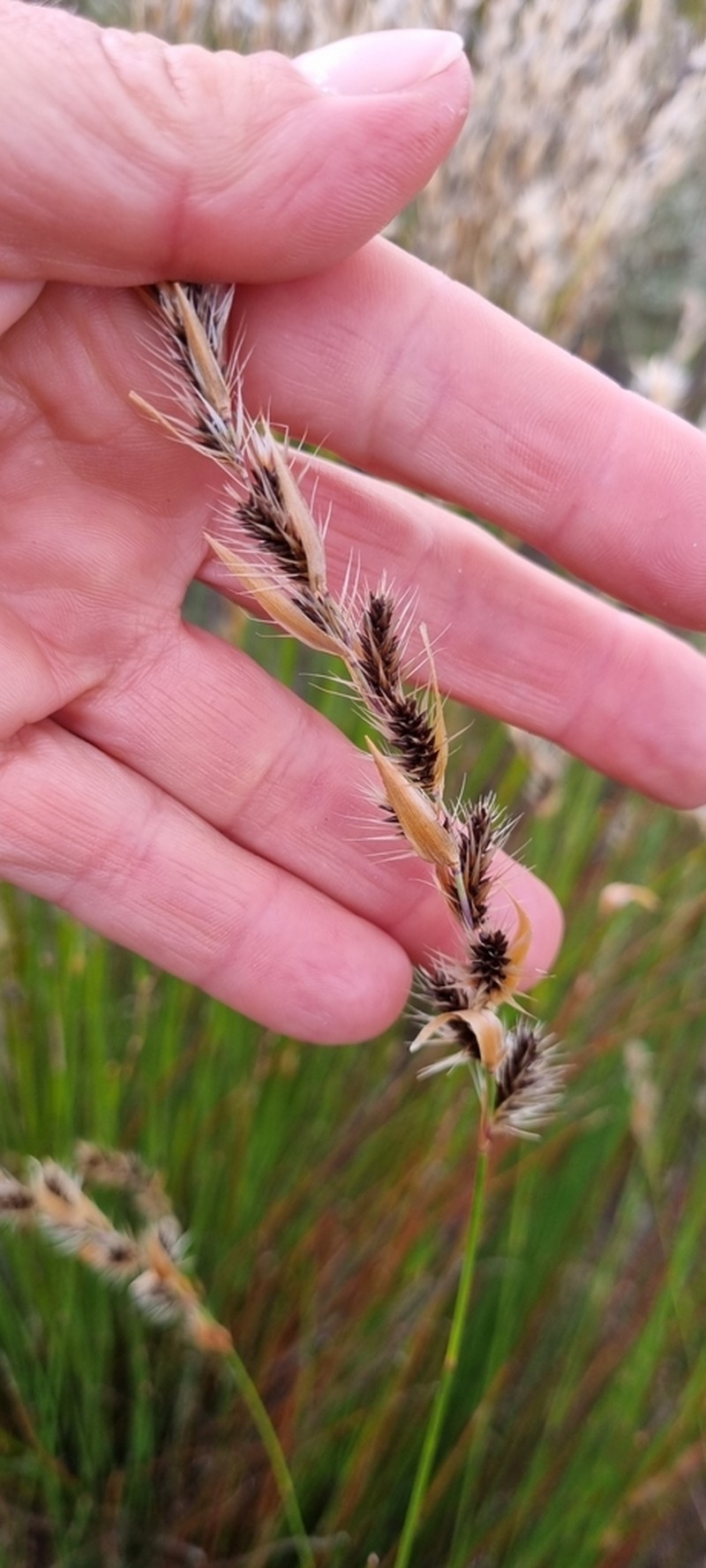 Askidiosperma nitidum photo 4