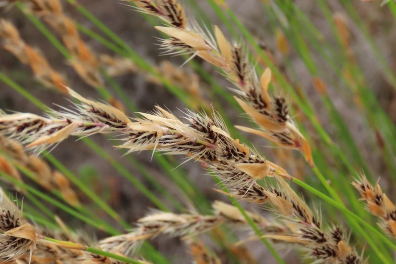 Askidiosperma nitidum photo 5