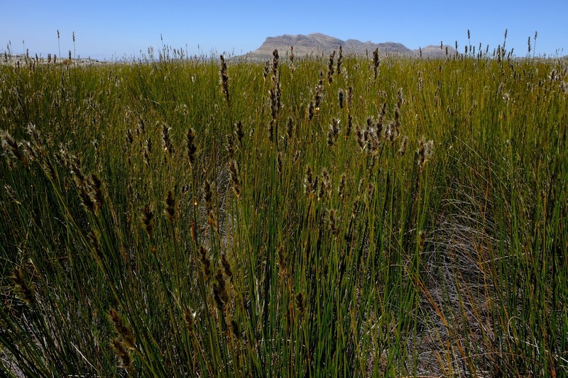 Askidiosperma nitidum photo 6