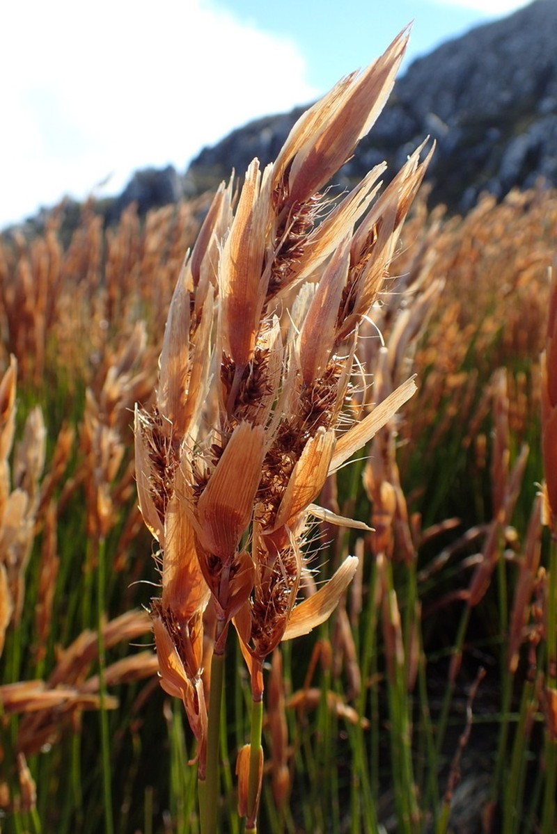 Askidiosperma nitidum photo 7