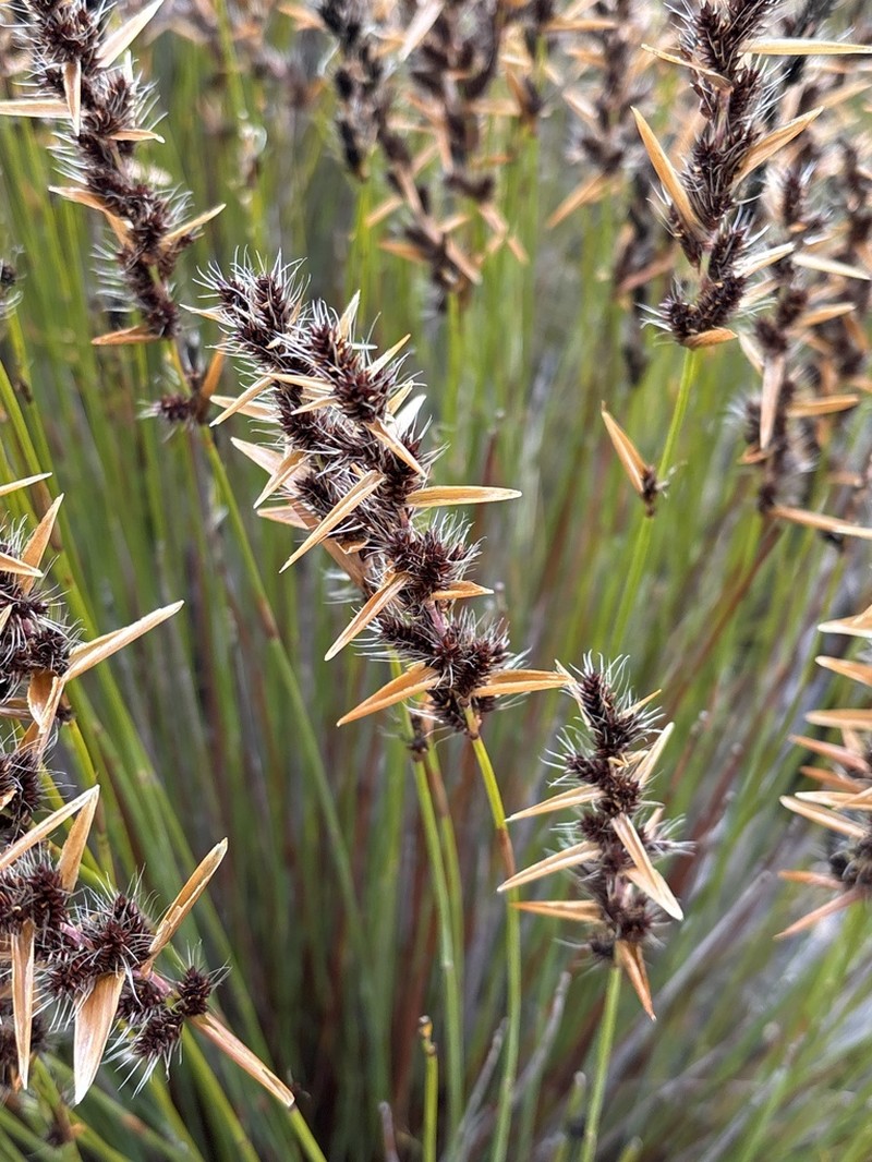 Askidiosperma nitidum photo 8