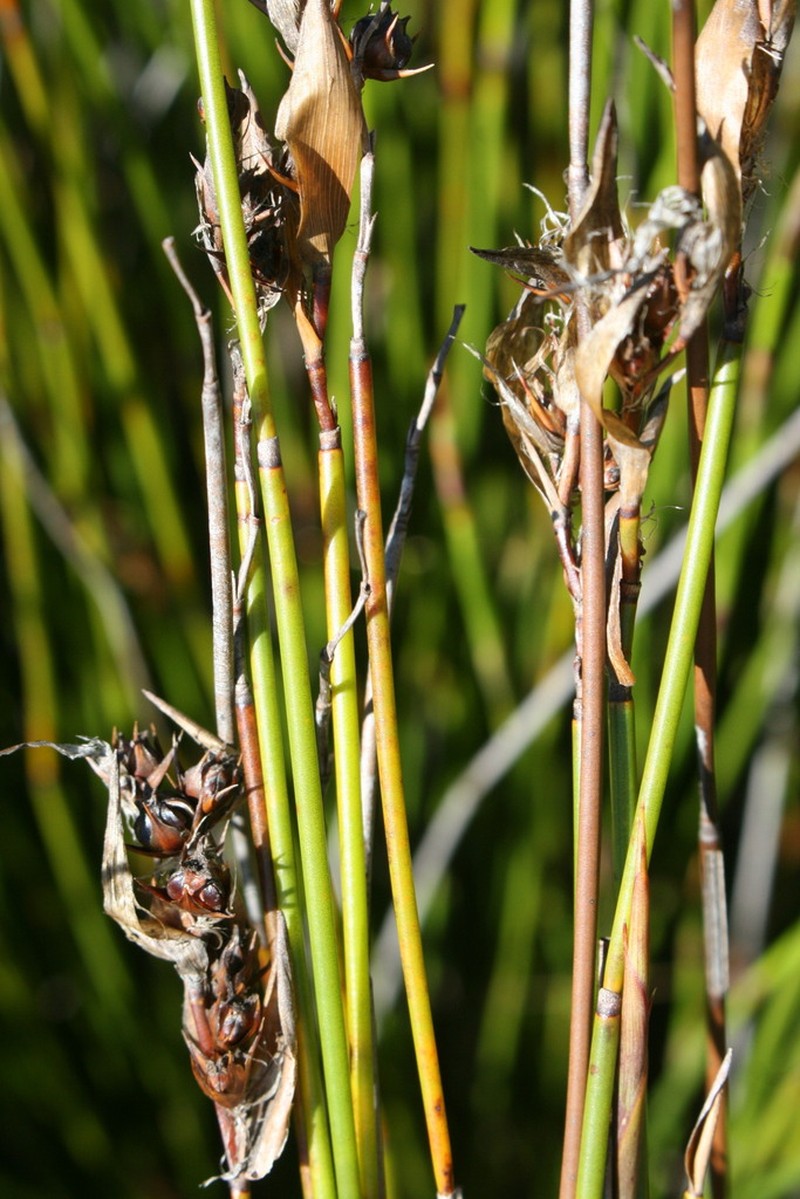 Askidiosperma paniculatum