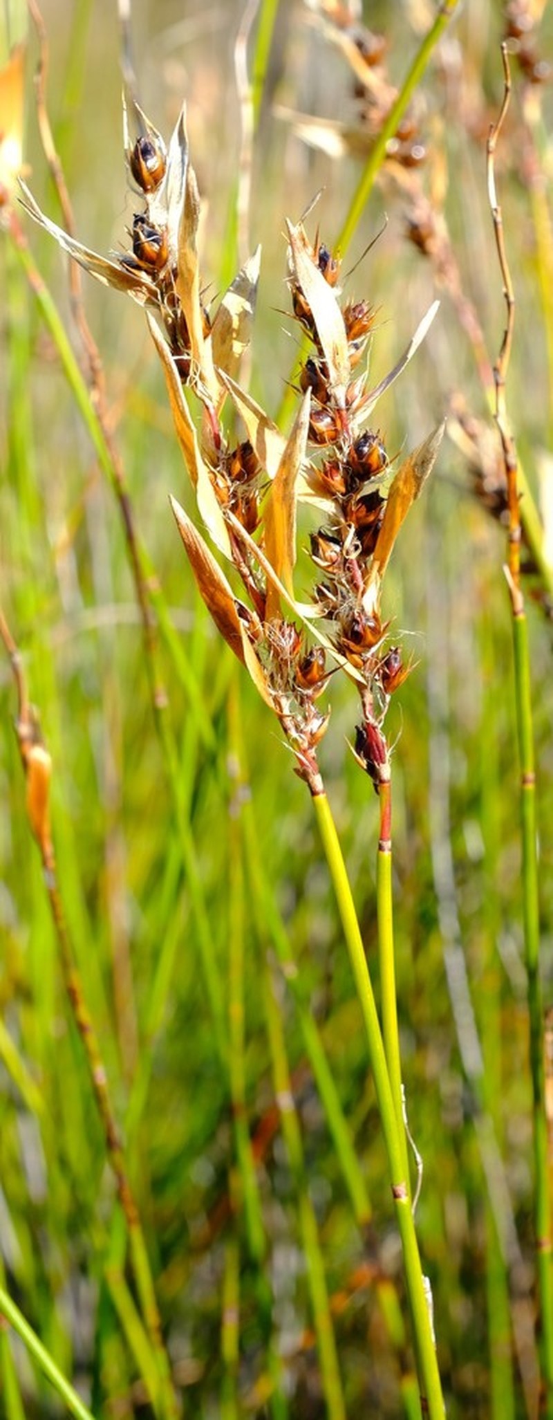Askidiosperma paniculatum photo 2