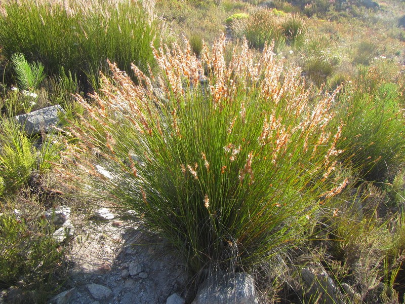 Askidiosperma paniculatum photo 4