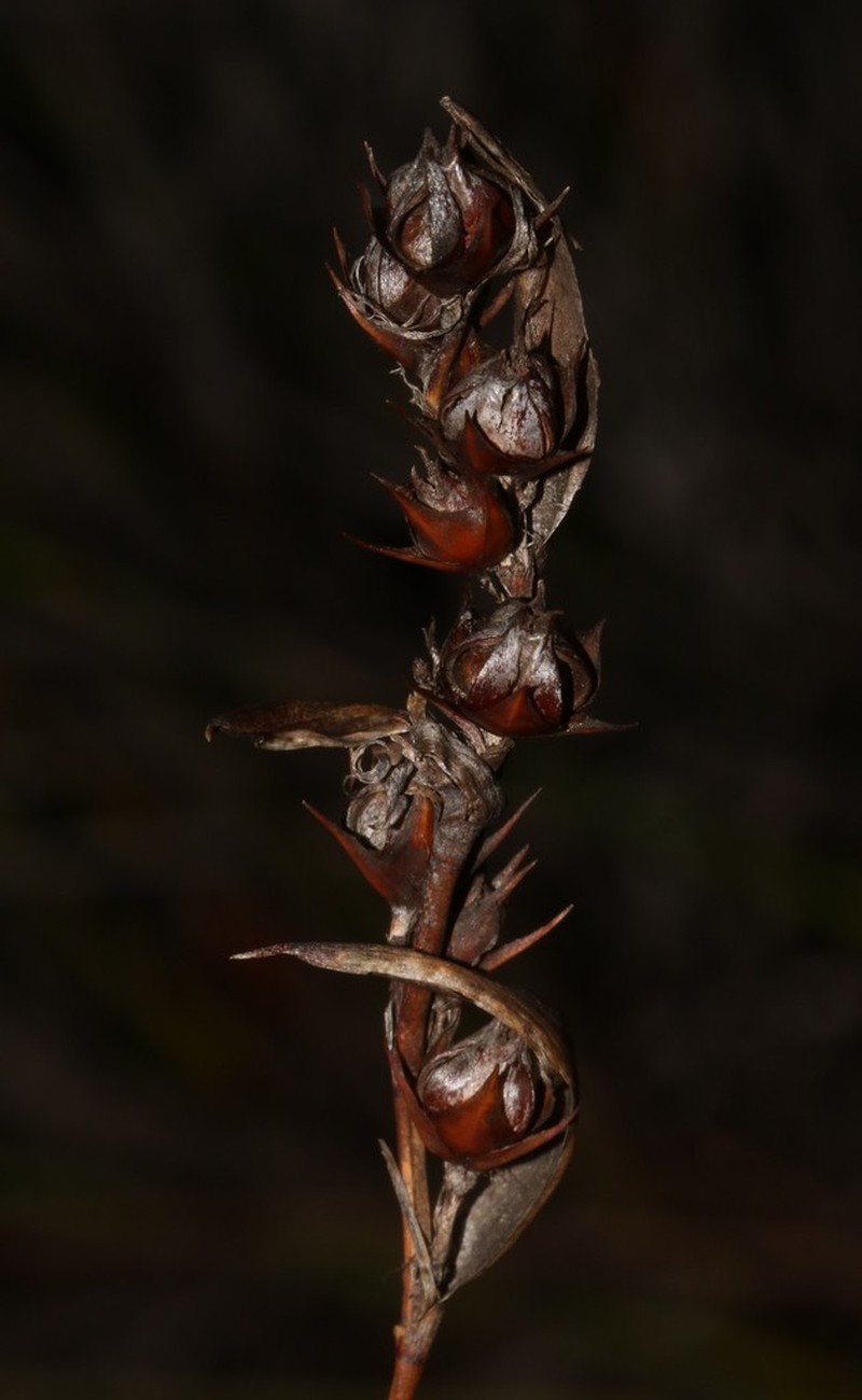 Askidiosperma paniculatum photo 5