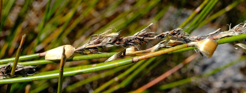 Askidiosperma paniculatum photo 6