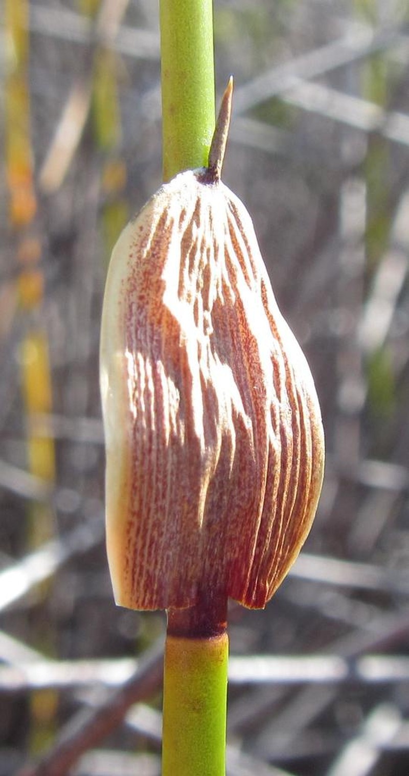 Askidiosperma paniculatum photo 7