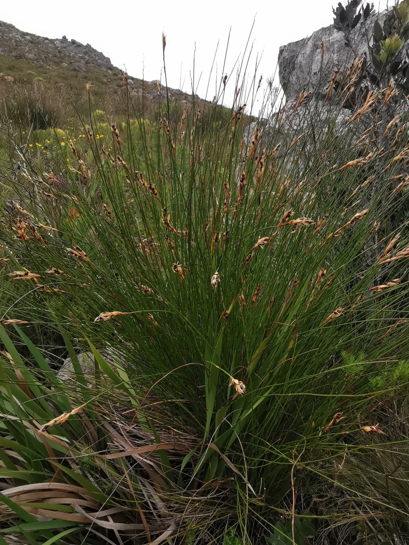 Askidiosperma paniculatum photo 8
