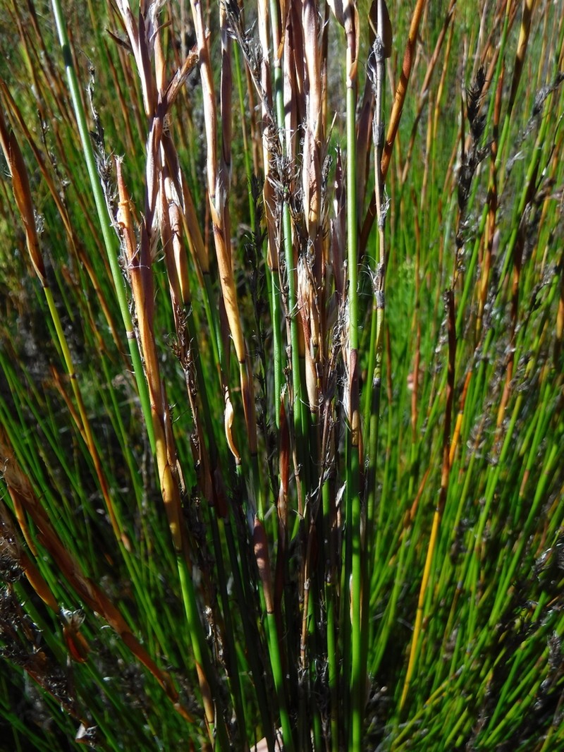 Askidiosperma rugosum