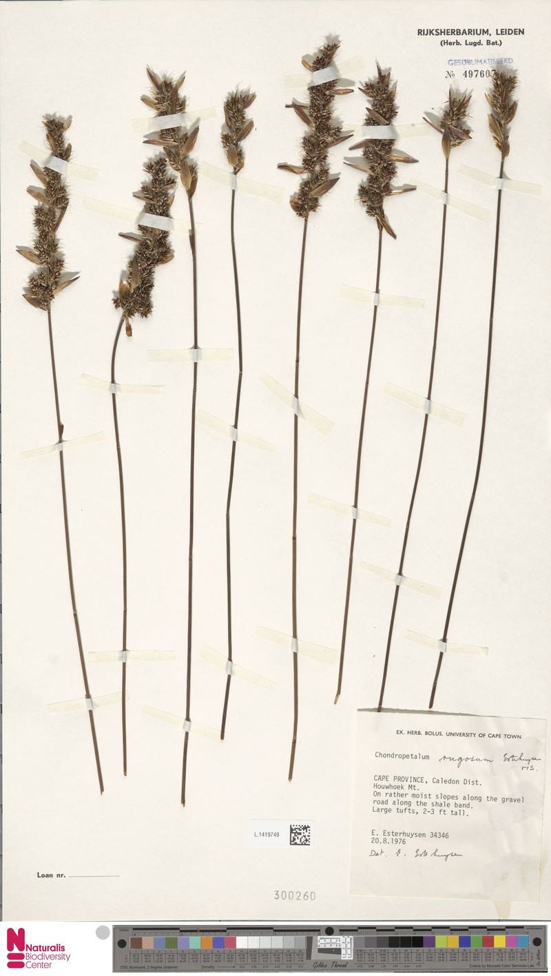 Askidiosperma rugosum photo 3