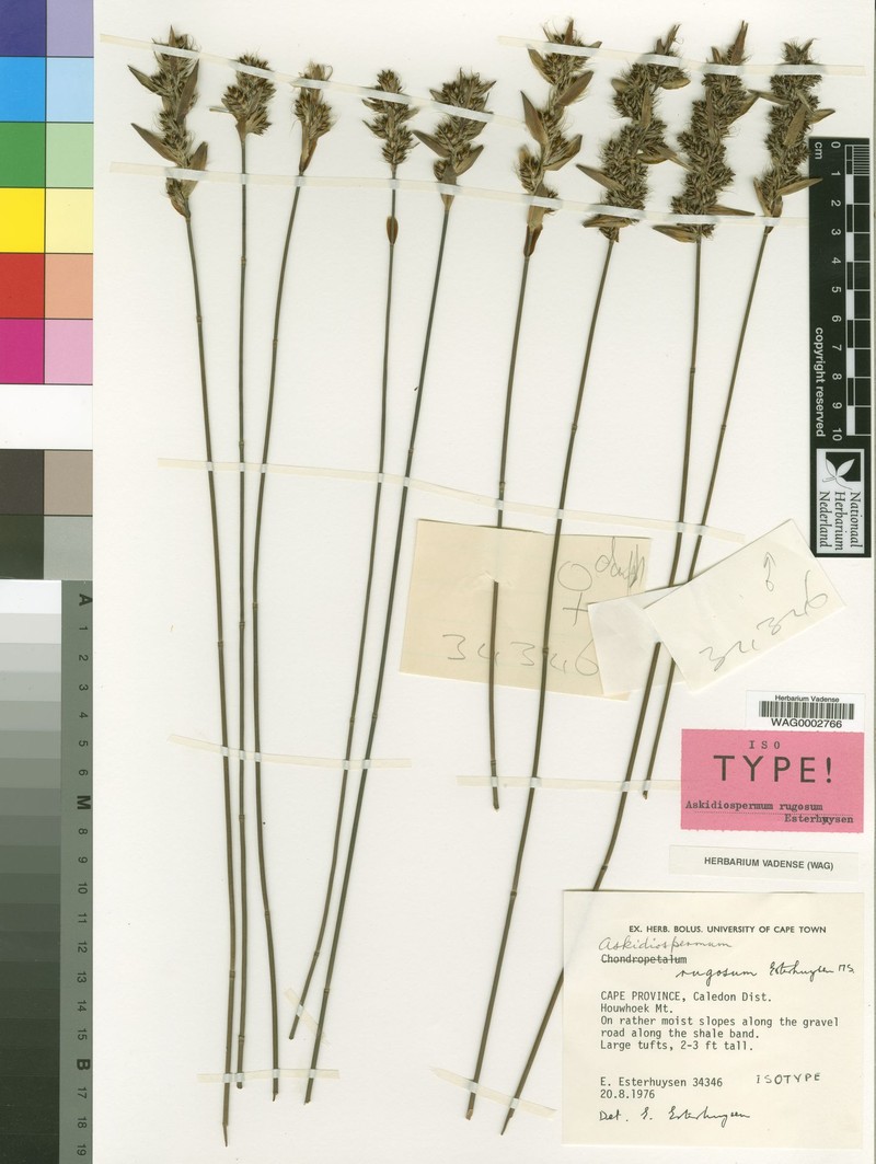 Askidiosperma rugosum photo 4