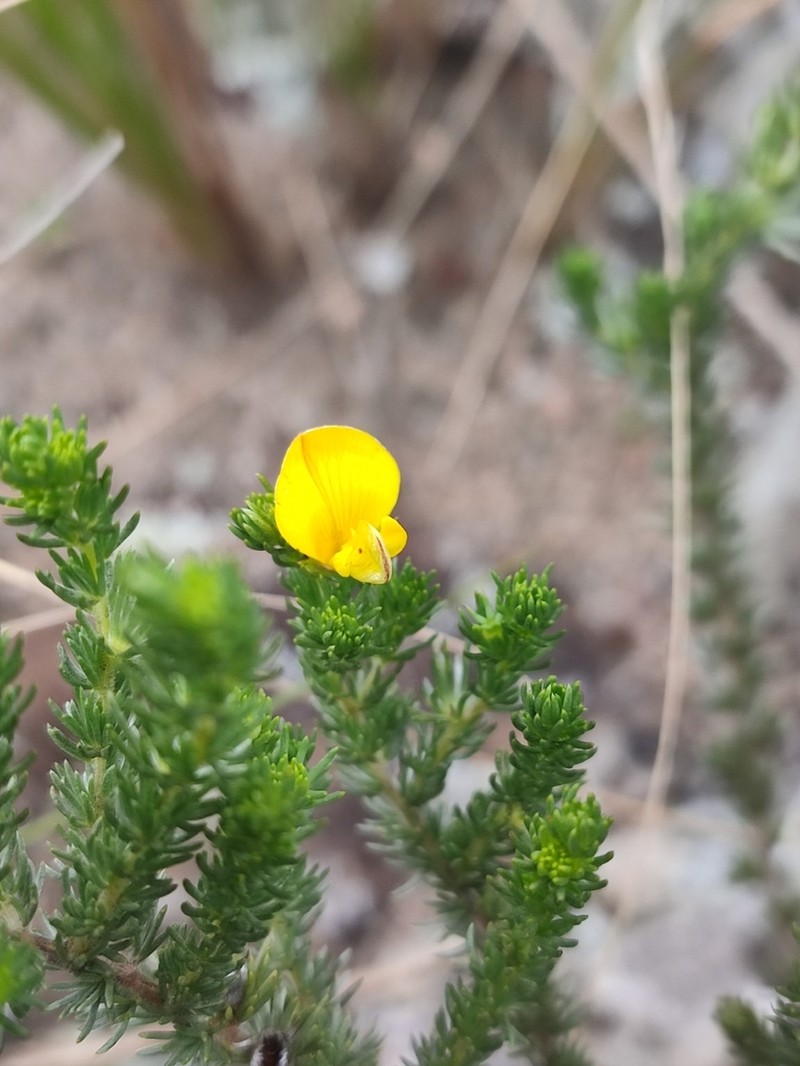 Aspalathus abbottii