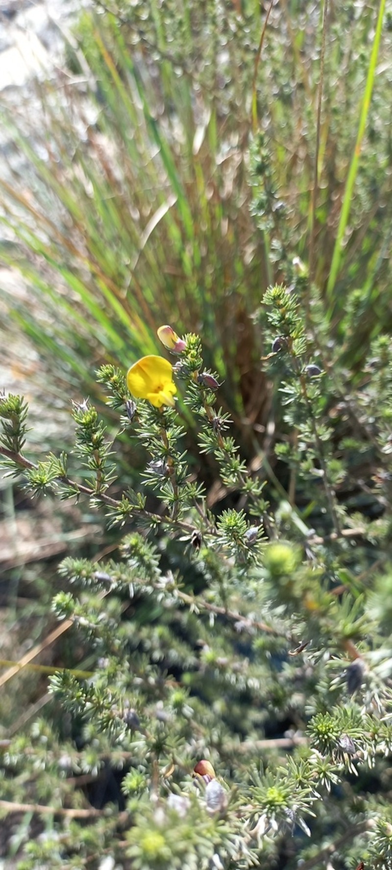 Aspalathus abbottii photo 2