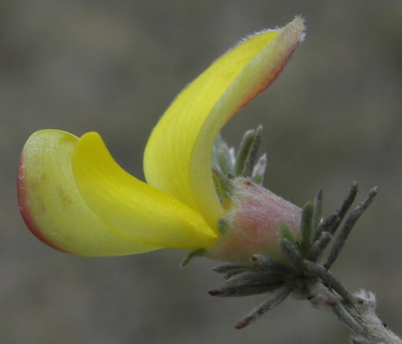 Aspalathus abbottii photo 3