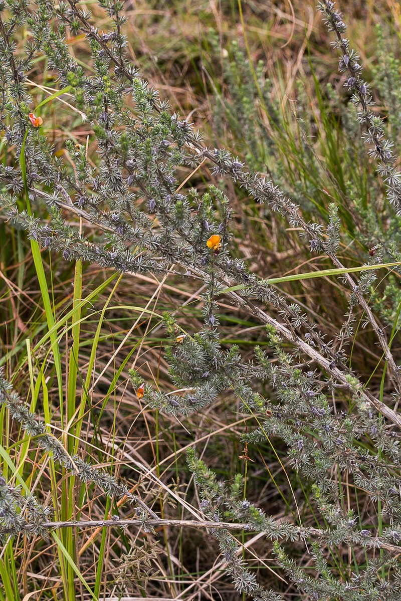 Aspalathus abbottii photo 4