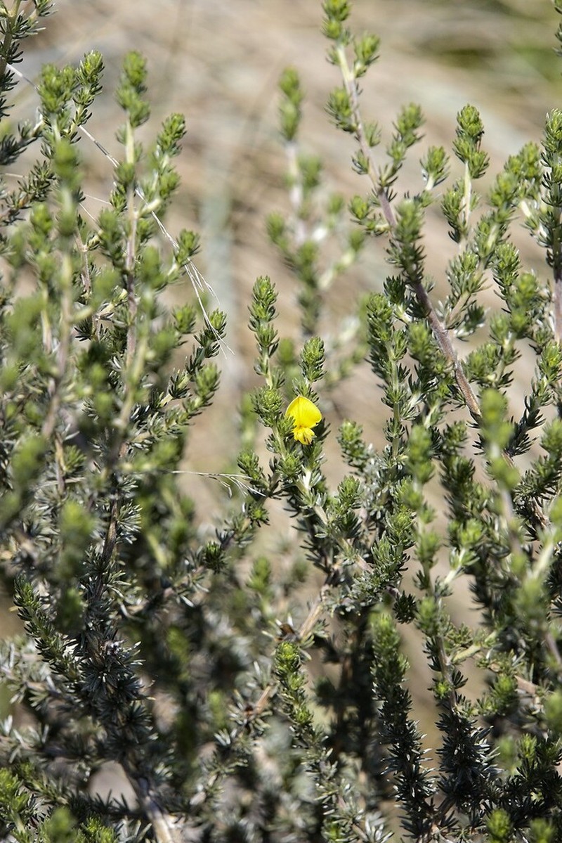 Aspalathus abbottii photo 5