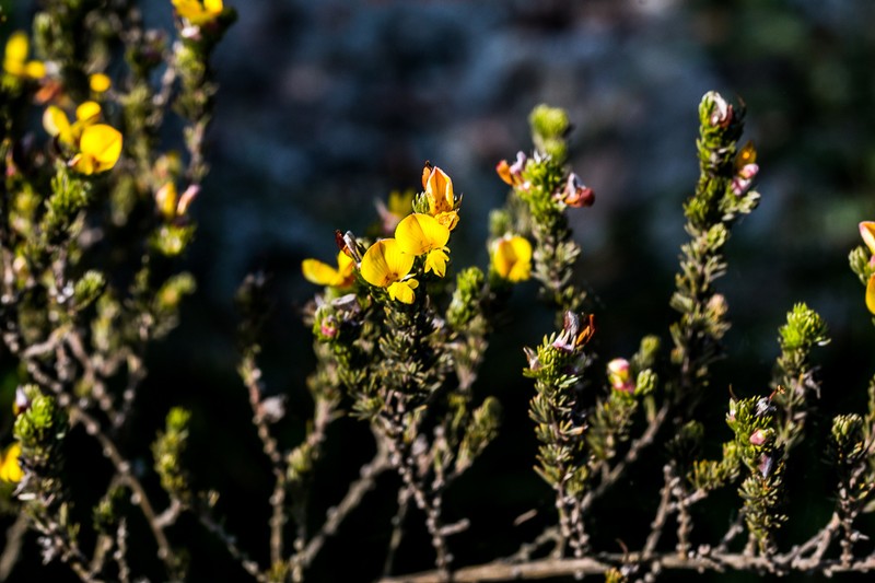 Aspalathus abbottii photo 8