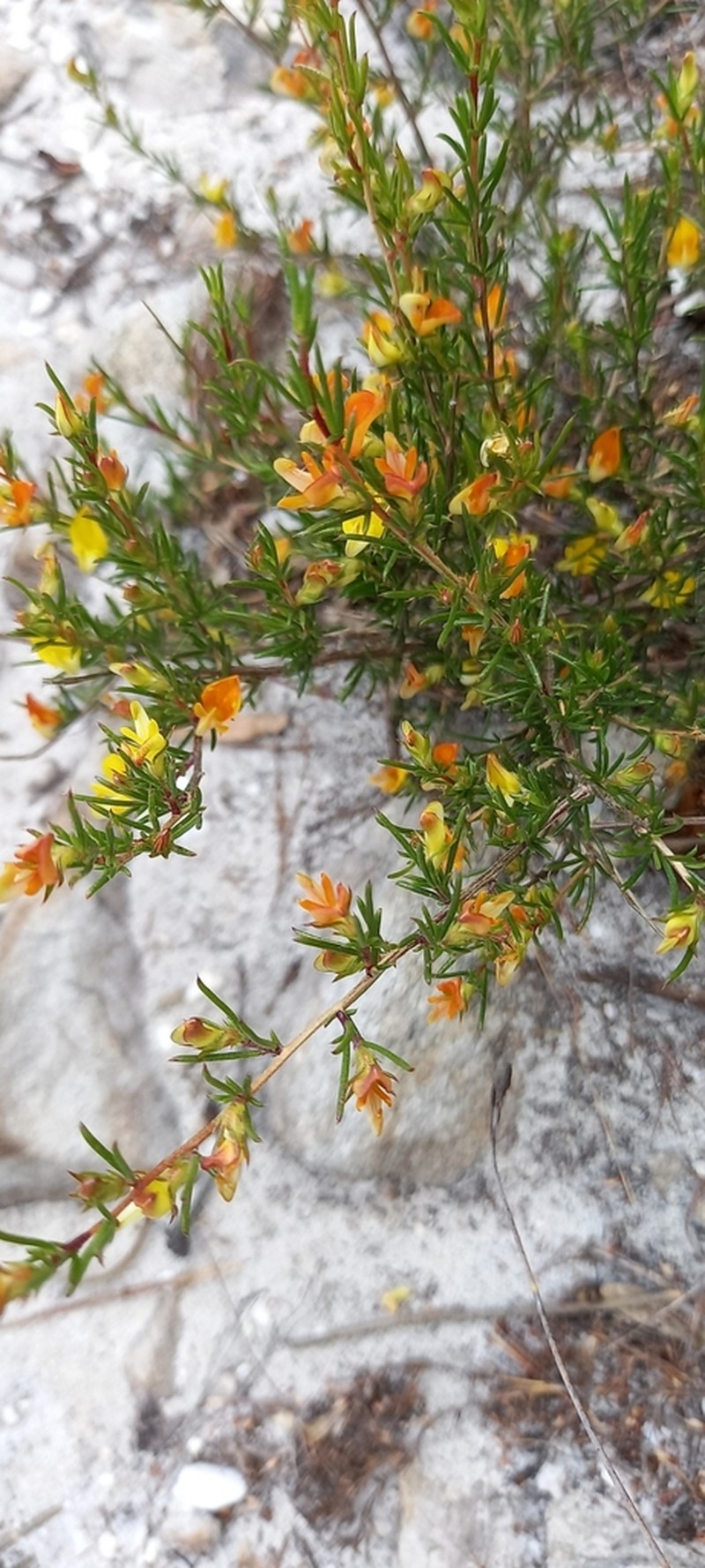 Aspalathus abietina