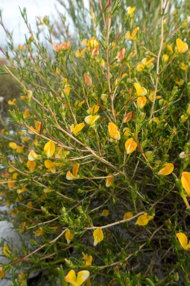 Aspalathus abietina photo 2